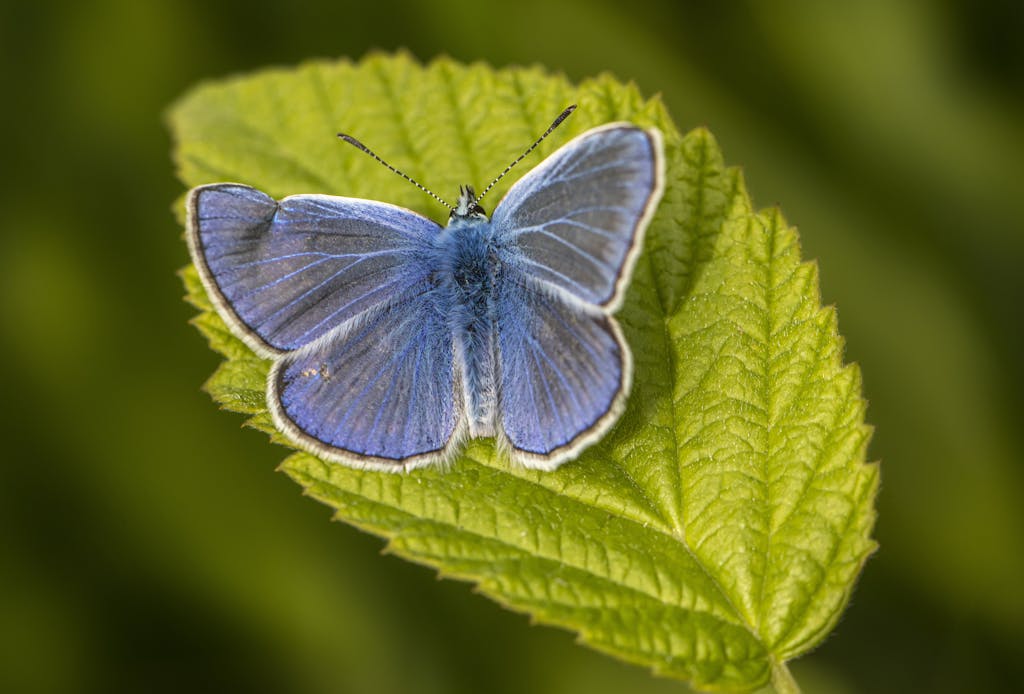 A blue butterfly sitting on a green leaf