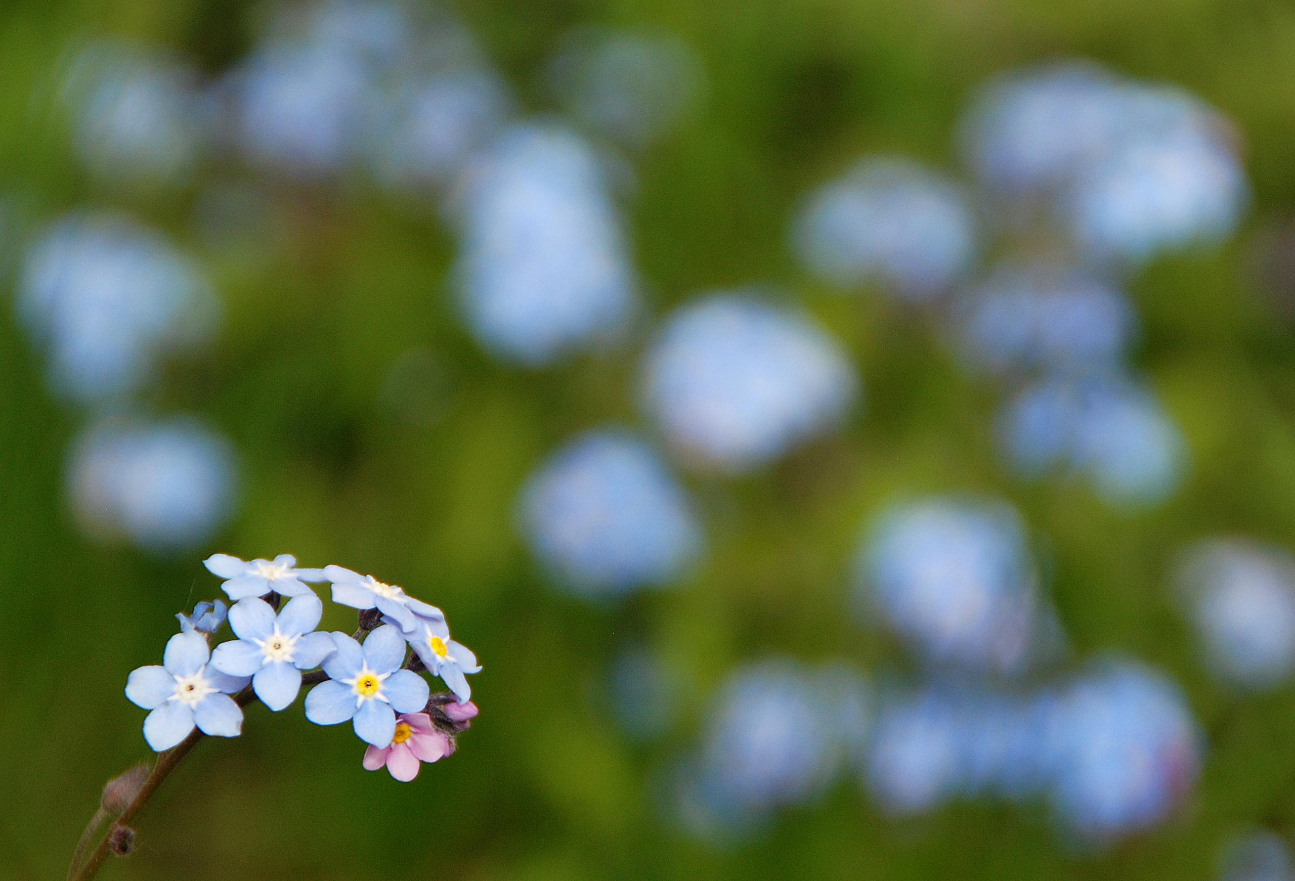 Delicate forget-me-not flowers blooming in a lush green field, captured in spring.