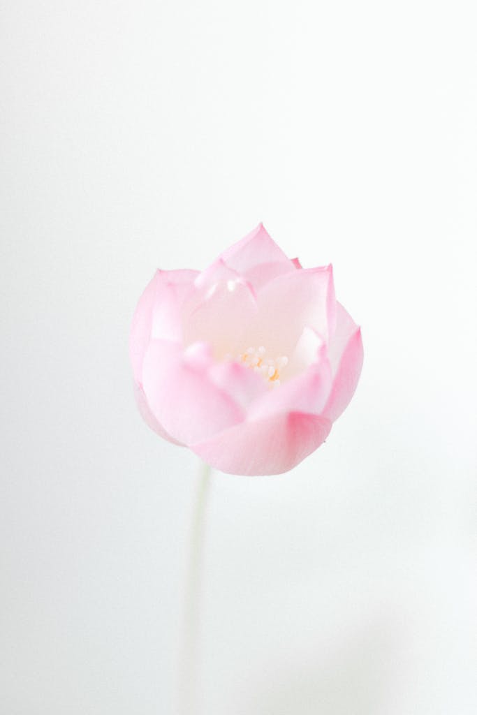 Close-up of a pink lotus flower against a soft white background, embodying elegance and simplicity.