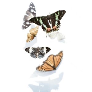A beautiful collection of butterflies mid-flight, showcasing various colors and patterns against a white backdrop.