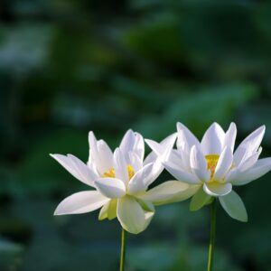 Serene close-up of white lotus flowers in full bloom against a soft green background.